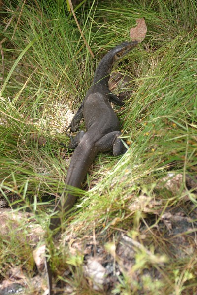 IMG_1864.JPG - Le goanna est un reptile qui peut mesurer jusqu'à un mètre.