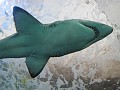 IMG_6469